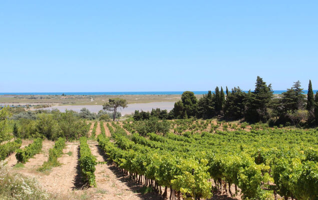 Les Terrasses de la Méditerranée - Photo 23